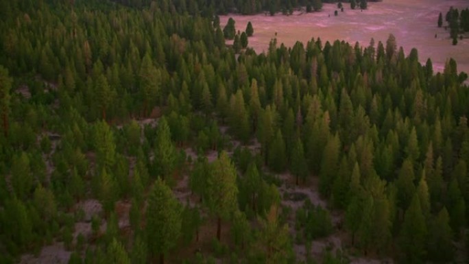 日出时在加利福尼亚州因约国家森林的树木上方空中
