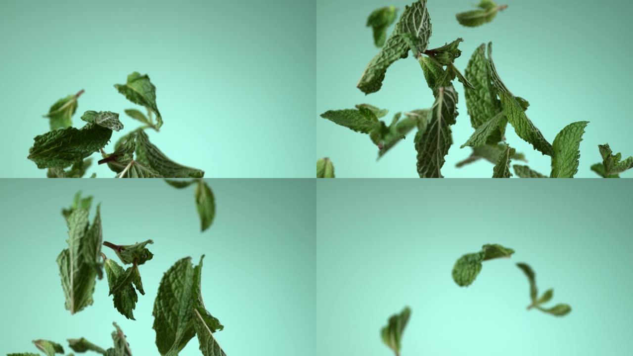 薄荷叶在绿色背景上慢动作飞行。用幻影弹性4k相机拍摄。