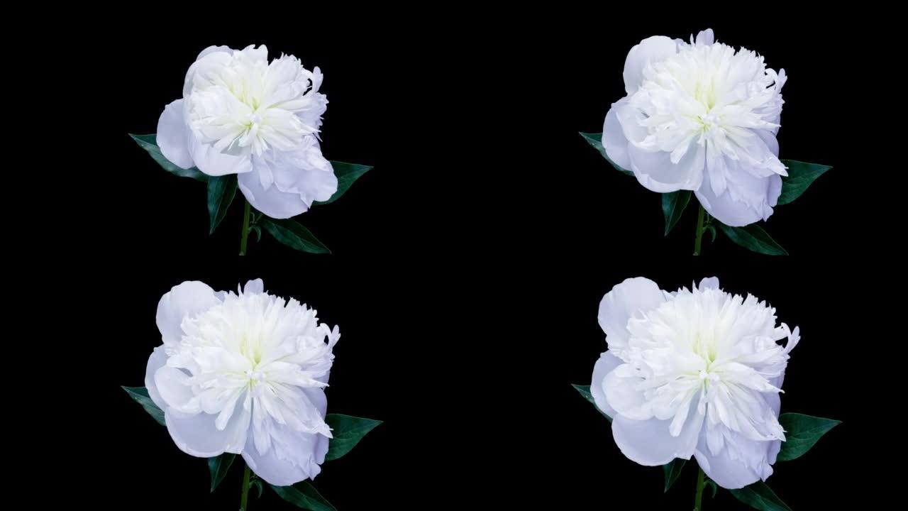 黑色背景上绽放着美丽的白牡丹。盛开的牡丹花开放，延时，特写。婚礼背景，情人节概念。延时视频4K UH