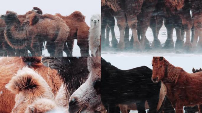 纪录片暴风雪中的骆驼和马群