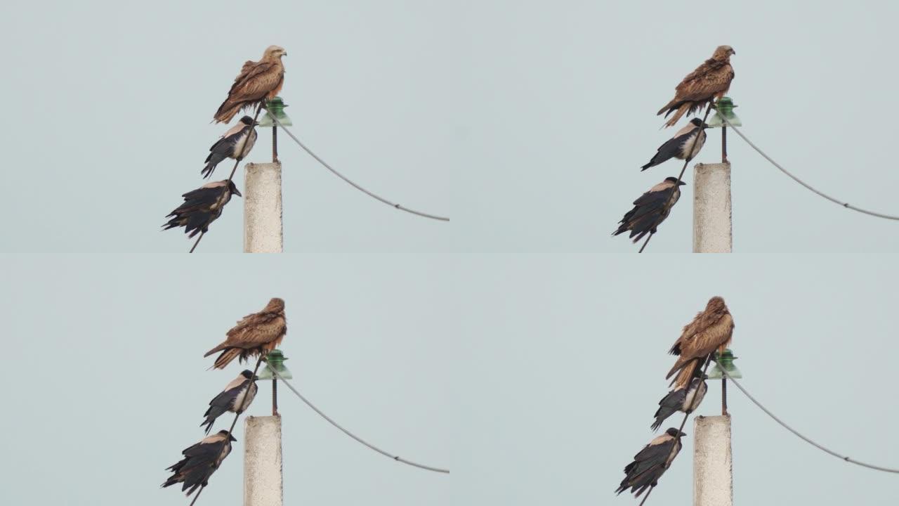 鸟类——黑鸢(米尔乌斯迁徙鸟)，灰乌鸦安静地坐在电线上，在夏天的晚上休息。