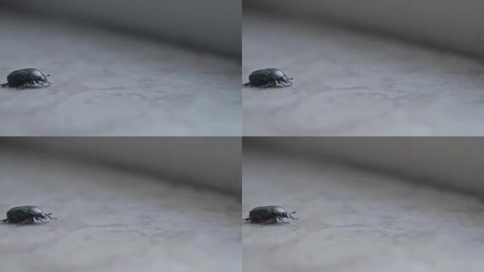 小绿甲虫移动其头部和触角。