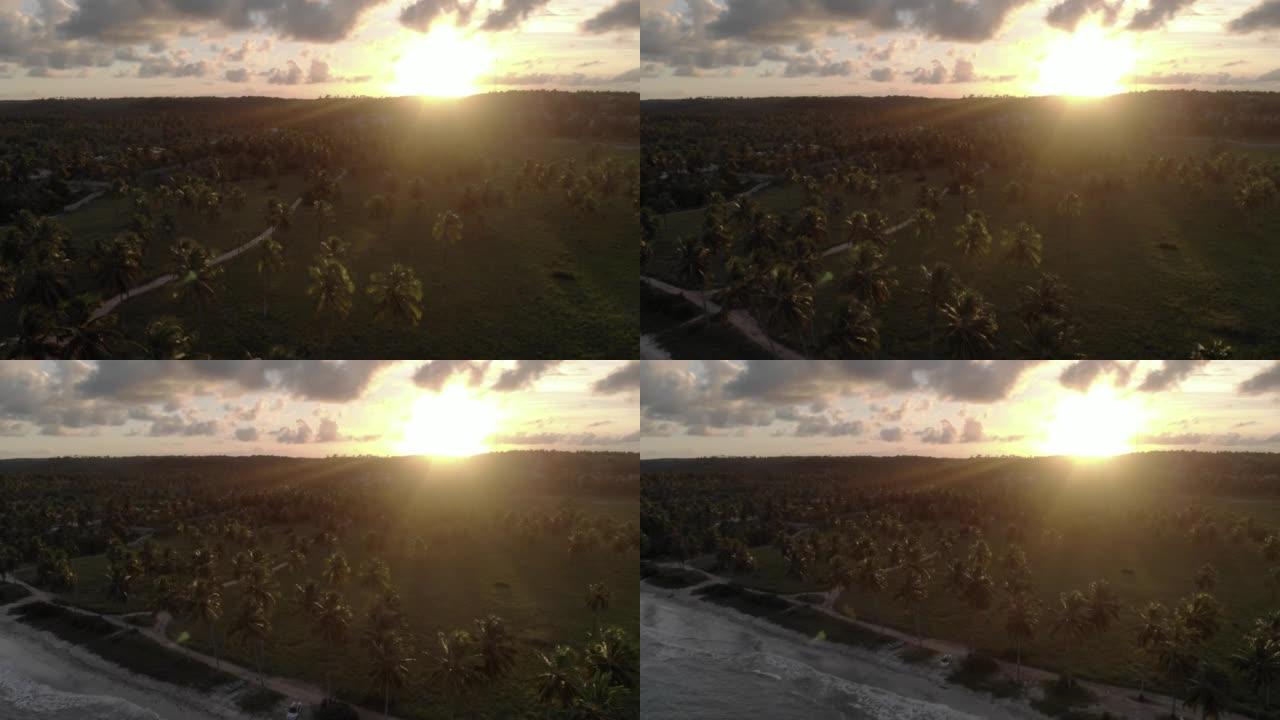 椰子树日落耀斑