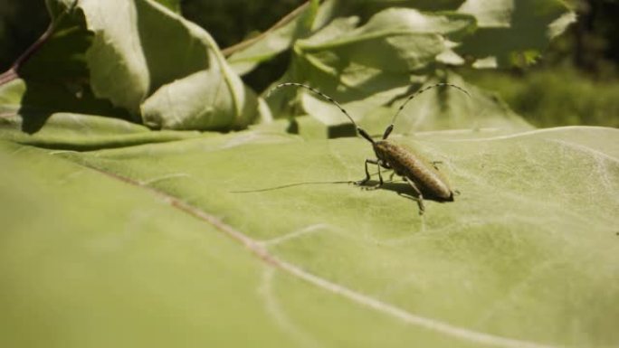 一只昆虫在绿叶上飞舞的特写镜头
