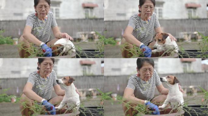 塞尼尔亚洲泰国女成年妇女园艺蔬菜，笑容开朗，小杰克罗素梗在她家的院子里玩耍