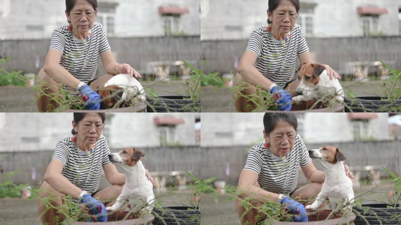 塞尼尔亚洲泰国女成年妇女园艺蔬菜，笑容开朗，小杰克罗素梗在她家的院子里玩耍