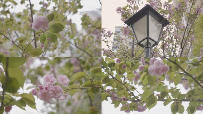 小区住宅樱花盛开