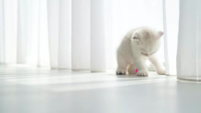 一只小苏格兰折叠小猫在地板上玩一个粉红色的球。美丽的白灰猫，蓝眼睛。