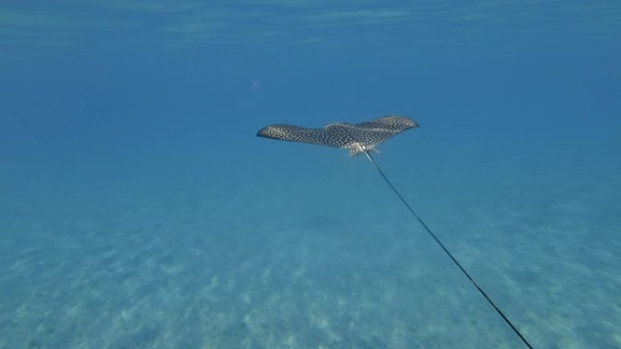 以太阳射线漂浮在沙滩上的鹰射线 (Aetobatus ocellatus)。跟着开枪。埃及红海