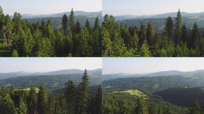 山区的云杉森林。夏季无人机景观