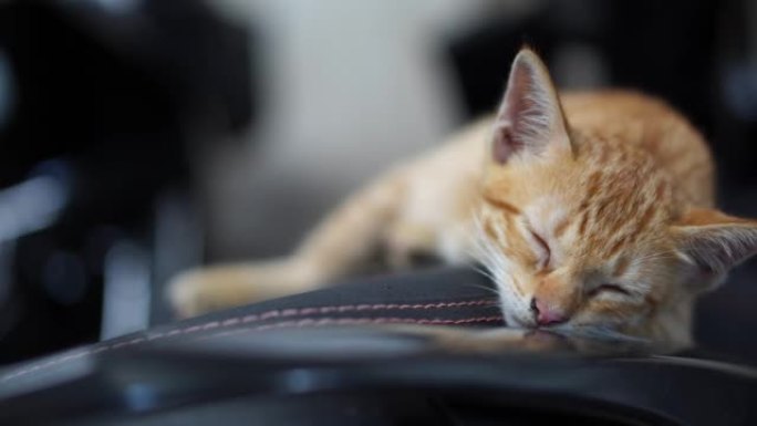猫农村猫睡着的猫真皮沙发