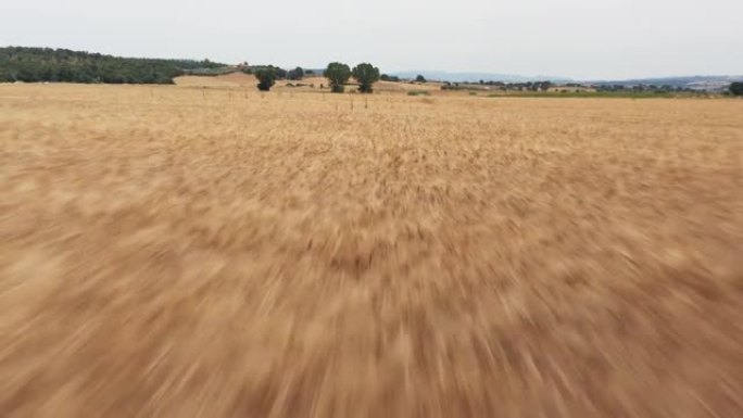 麦粒田上的无人机景观，夏季户外标志性景观