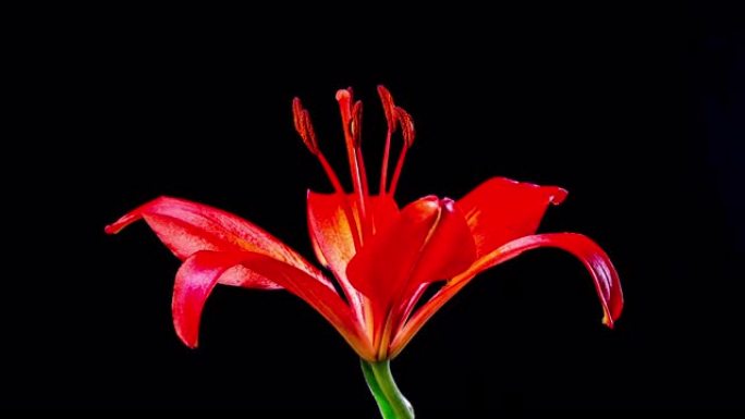 时间流逝-黑色地面盛开的单个红色百合花