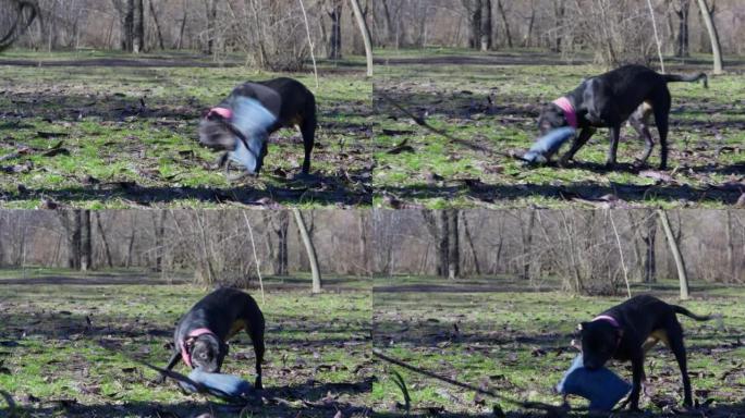美国斗牛犬紧紧抓住拖船玩具，正在摇晃它，猛烈地摇摇头，好像它是捕食者的猎物。活跃的狗在公园散步时释放