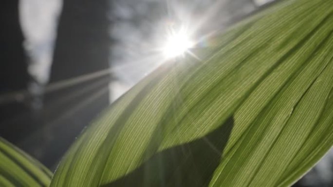 阳光照射下的长叶的细节照片