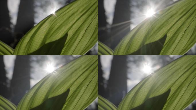 阳光照射下的长叶的细节照片