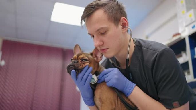 实习兽医在兽医诊所聆听法国斗牛犬的肺和心脏