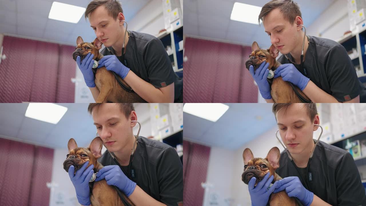 实习兽医在兽医诊所聆听法国斗牛犬的肺和心脏