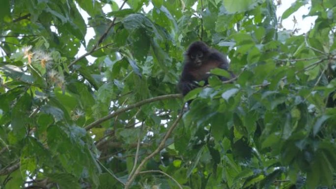 小蜘蛛猴子坐在corcovado的一棵树上