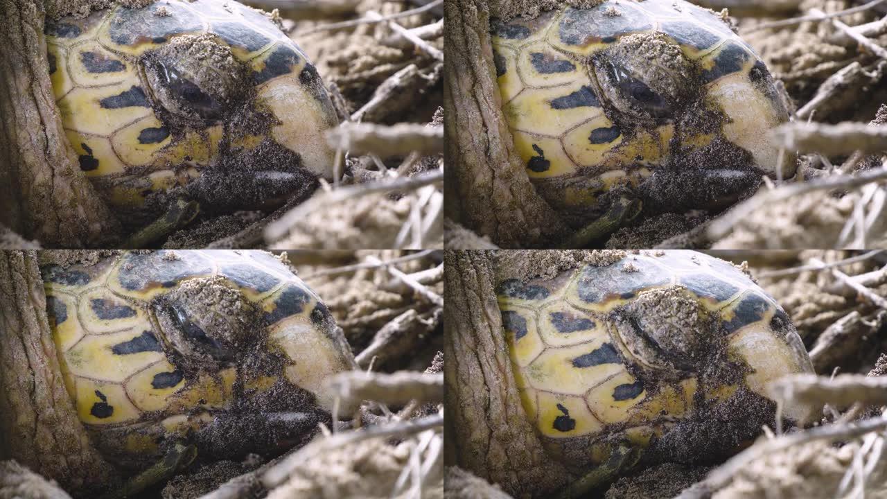 海龟头部和眼睛的特写视图