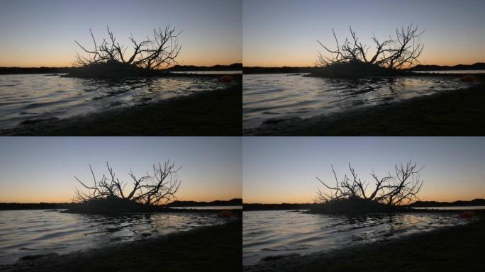 湖边边那棵枯死的裸树的剪影