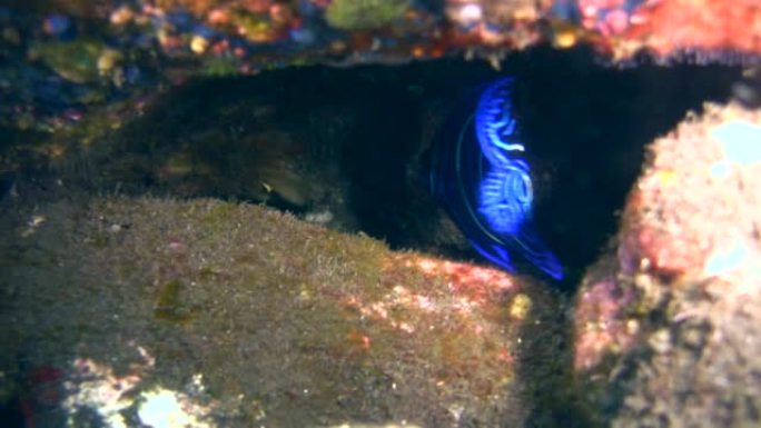 半圆神仙鱼 (Pomacanthus semic圆鱼) 幼鱼