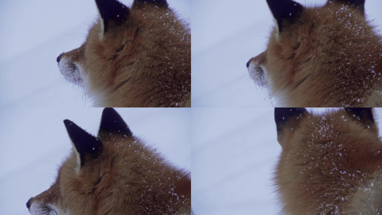 红狐狸闻到白雪皑皑的土地在寻找食物。