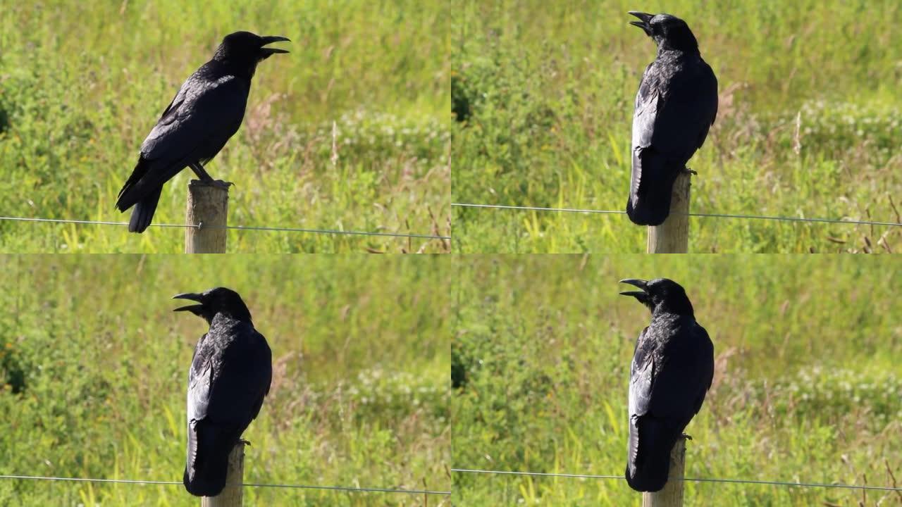 一只大黑乌鸦在发帖
