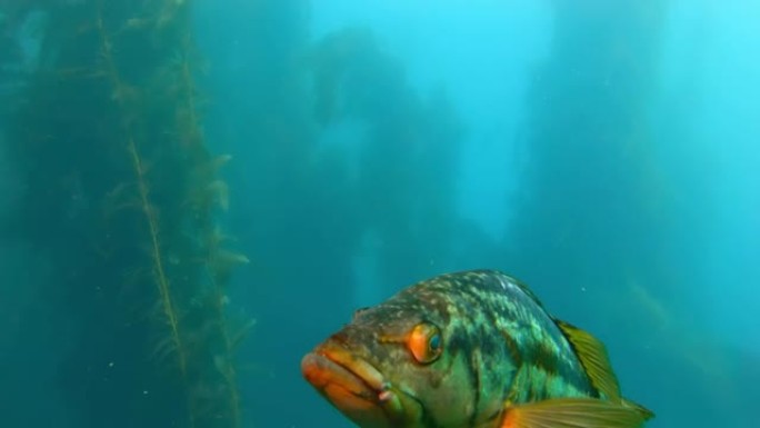 五颜六色的鱼在碧绿的水中游泳。鱼在海洋中的巨型海带森林中游泳