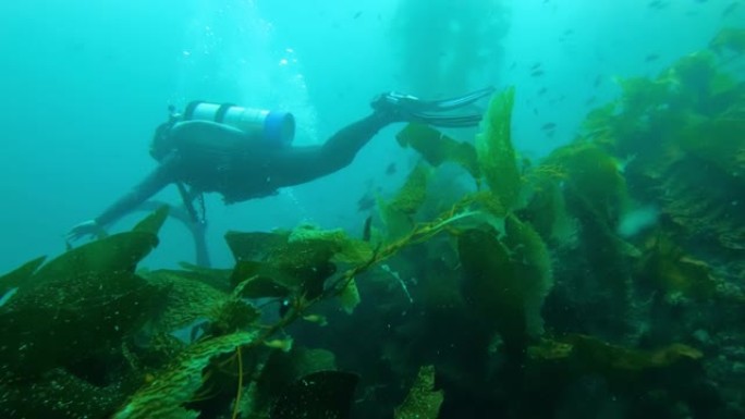 五颜六色的鱼在碧绿的水中游泳。鱼和潜水员在无尽的海洋中的巨大海带森林中游泳。