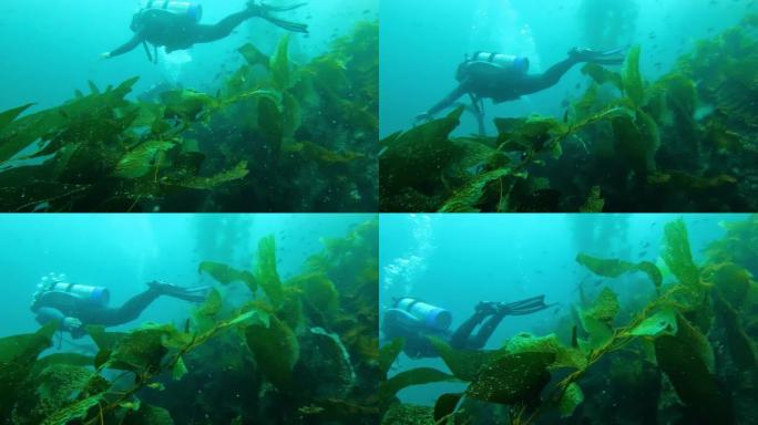 五颜六色的鱼在碧绿的水中游泳。鱼和潜水员在无尽的海洋中的巨大海带森林中游泳。