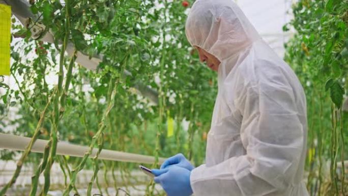 男技术员检查高科技温室中的番茄植株