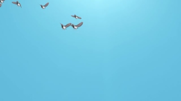 鸟儿剪影在蓝天上飞翔。春天云层背景上的鸟。鸟儿在空中飞翔。