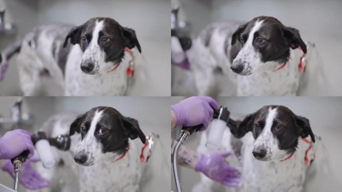 害怕和悲伤的杂种狗在庇护所，洗涤治疗，在宠物美容院为狗美容