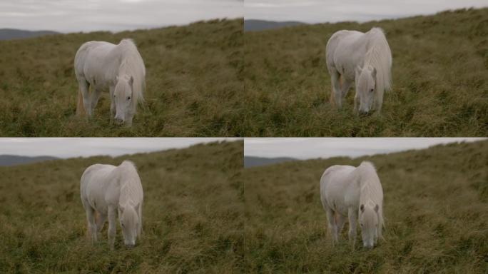 白马在阴天的草地上放牧，背后是群山
