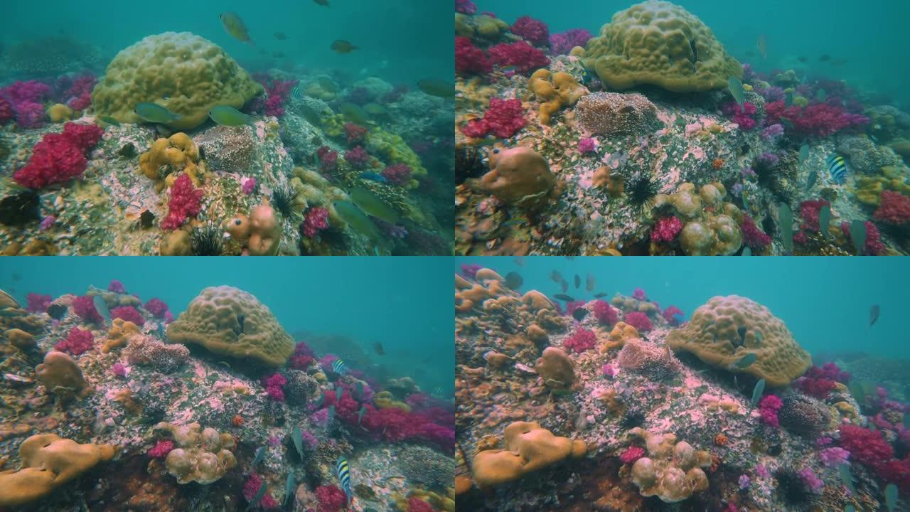 海上五颜六色的珊瑚礁