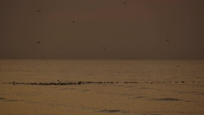 早上4K，海滩上的日出，许多海鸥飞舞。