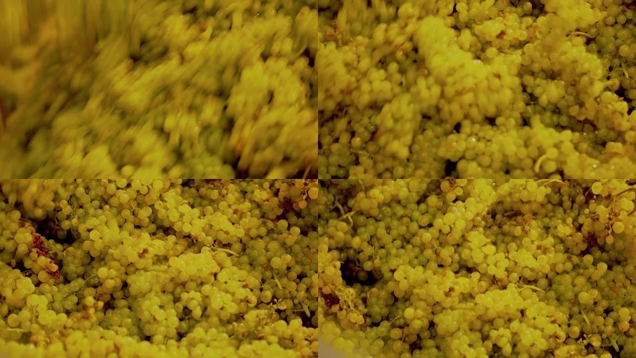 在加工桶中拍摄黄葡萄的慢动作
