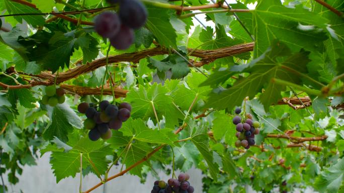 有机水果  葡萄 葡萄树 水晶葡萄 新鲜