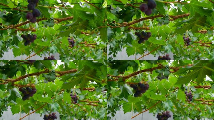 有机水果  葡萄 葡萄树 水晶葡萄 新鲜
