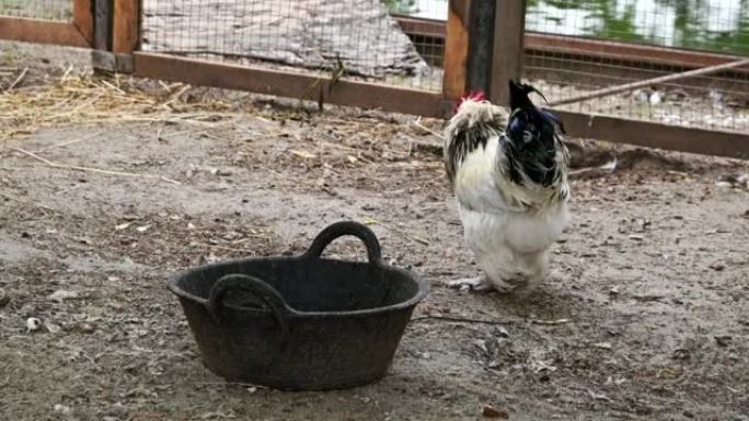 公鸡从农场的碗里啄谷物
