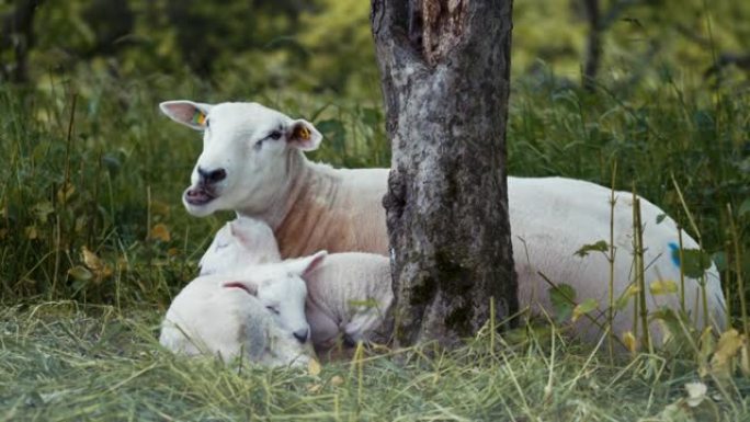 母羊和婴儿坐在树上的细节照片