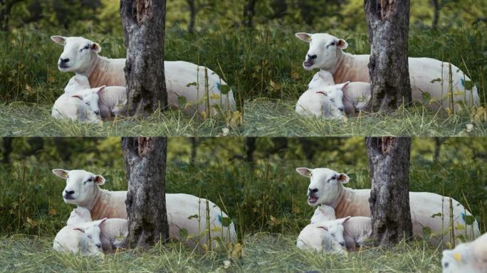 母羊和婴儿坐在树上的细节照片