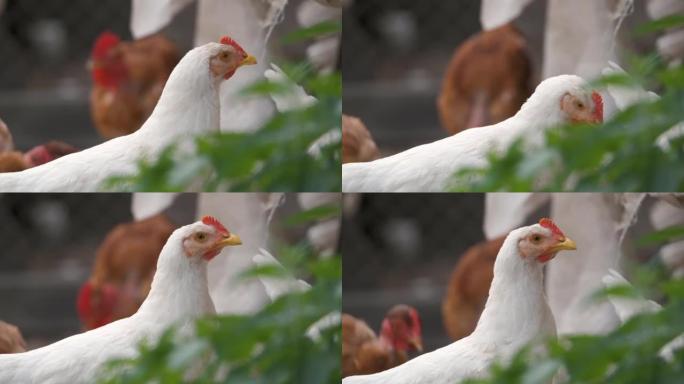 母鸡以传统的农村bar为食。家鸡站在院子草坪上绿草如茵。自由放养家禽养殖概念