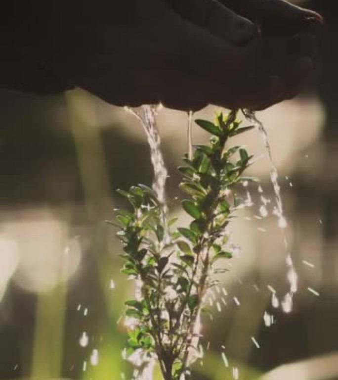 给年轻的植物浇水。拯救地球。垂直视频