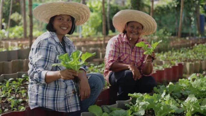 快乐的亚洲农民在农村的当地农场一起收获新鲜有机蔬菜的微笑。