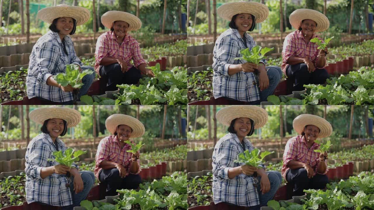 快乐的亚洲农民在农村的当地农场一起收获新鲜有机蔬菜的微笑。