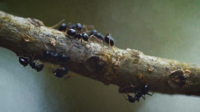 蚂蚁在树枝上爬行的细节镜头