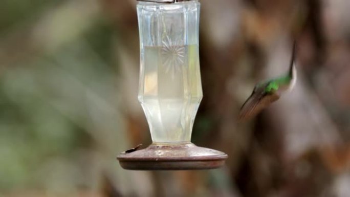 蜂鸟喂食器: 墨西哥尤卡坦州