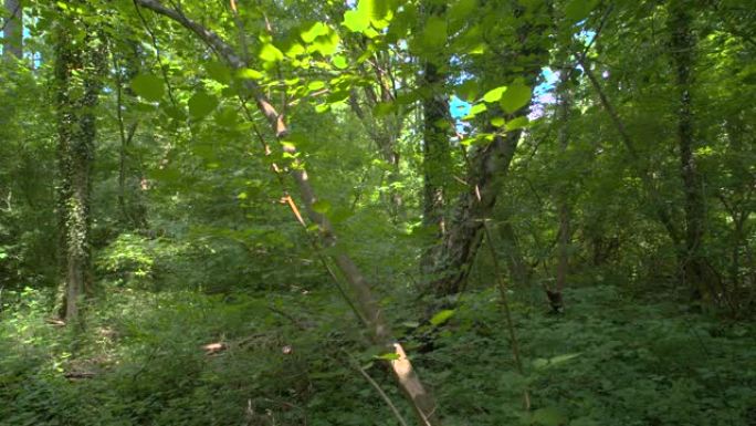 在森林的树枝之间推入镜头